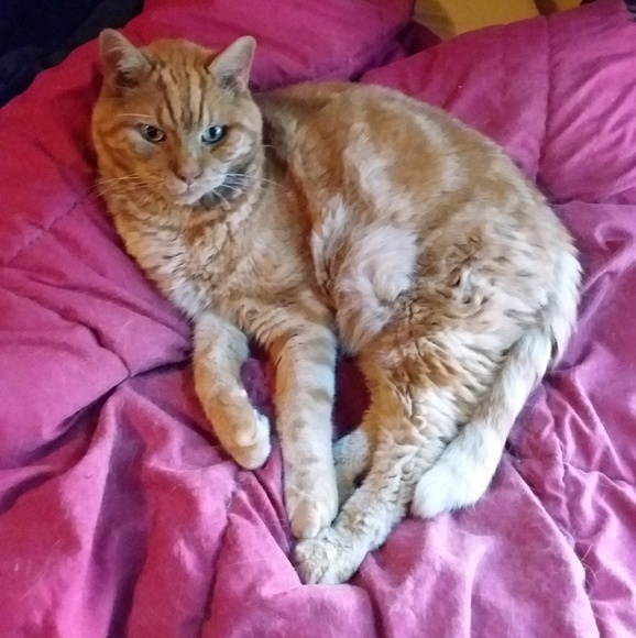 orangetabby2